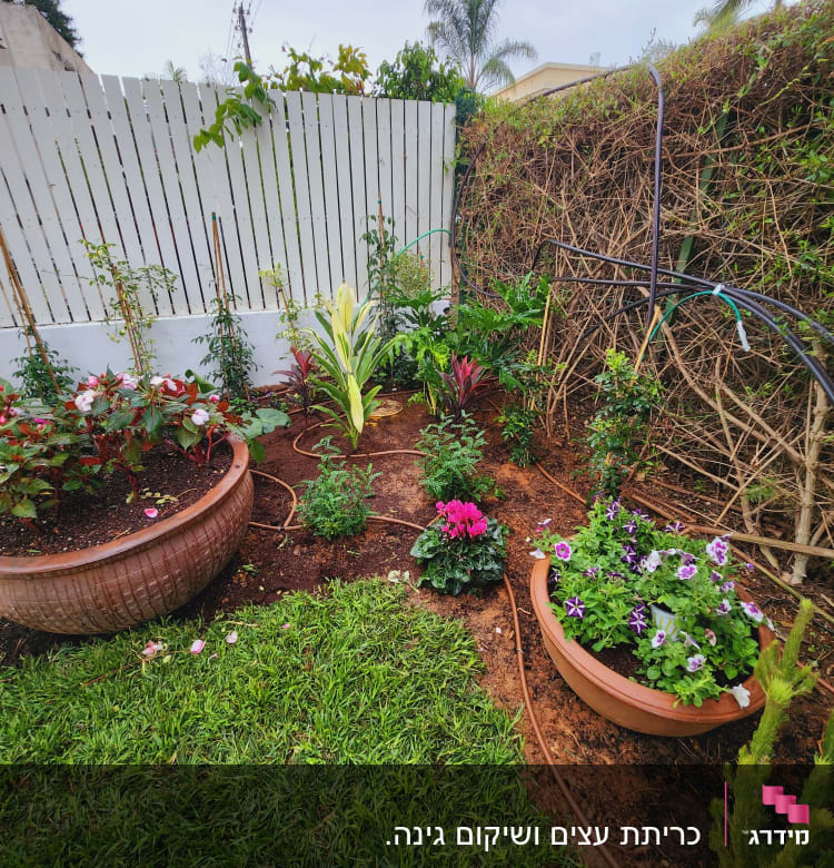 עציצים עם פרחים צבעוניים וצינורות השקיה בגינה